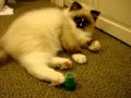Charlie-3-month-old-