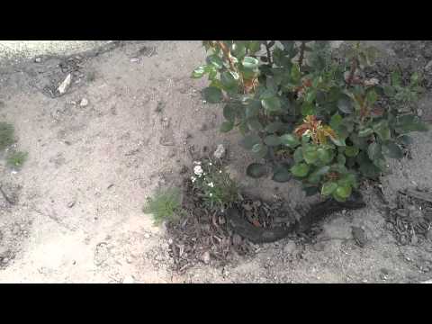 how to keep cats away from vegetable patch