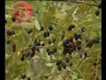 videos de Lakhsmi Taru Part 2.wmv