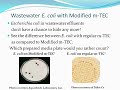 Wastewater Escherichia coli, Modified m-TEC prepared plates,