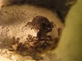 Lasius Niger Own Colony Lasius Niger Own Colony