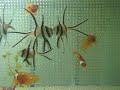 Banggai Cardinalfish