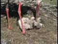 Stork´s nest (Storchennest) Ebnet