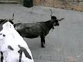 Manso Humano