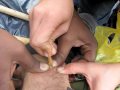 Tirando o Berne na trilha de Salkantay