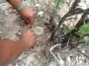 ense�anzas del abuelo hikuri