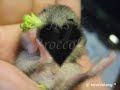 Mocha the hamster - First Broccoli