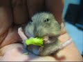 Mocha in \"His First Broccoli!\"