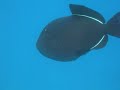 Snorkeling at Molokini
