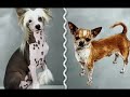 O cachorro mais feio do mundo