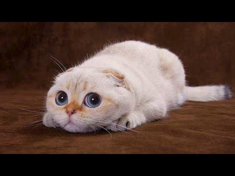 Play this video Funniest Cats Videos that Will Brighten Up Your Day! рFunniest Cat Videos