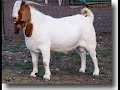 mancow-calls-a-guy-selling-goats.html