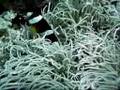 keramas17aug-anemone_fish.ASF