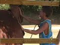 Cavalgada