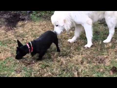 RESCUE ME IM GIZZY A SCOTTISH TERRIER MIX