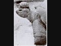 very funny animals slideshow