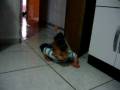 videos de Luquinhas engatinhando 2