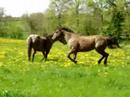 Equitation Western 
