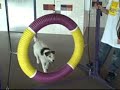 *ADOPTED* Abby 4537835 Humane Society Colorado Adopt