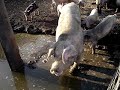 Tchaikovsky - \"Marche Slop\" on an Iowa Farm Tchaikovsky - \"Marche Slop\" on an Iowa Farm