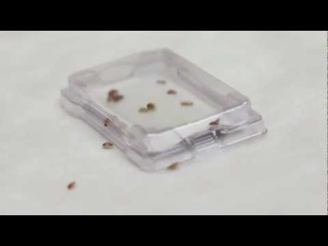 how to locate bed bugs