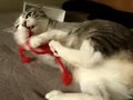 Playing-with-Cats