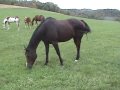 09 SRK foals Part 2.mpg