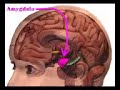 Brain Lesson 1