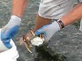 Cleaning a Dungeness Crab