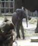 junger Elefant