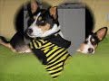 Shiba Inu and Basenji under one Roof!