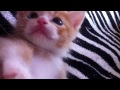 Click here to watch this video 虎二くん 01
