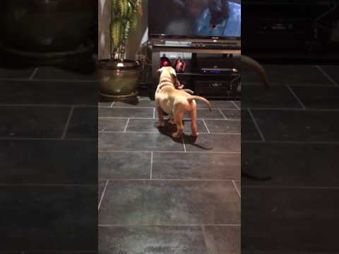 Luna watching tv and prancing around