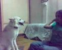 tuffy playing with niali