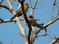 Birds in Mhow, MP, India  on a December Morning... Dec 3 2007, I saw these birds in my garden today morning around 9:30 am