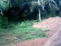 videos de Lembu Baka Zebu