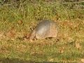 Nine-Banded Armadillo