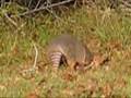 Nine-Banded Armadillo