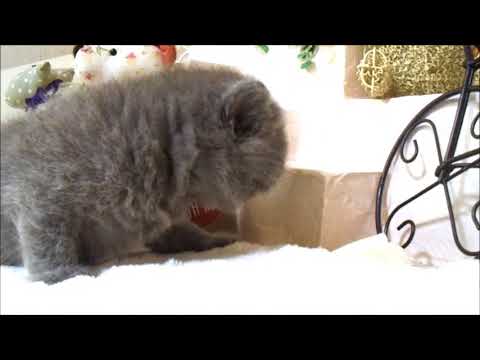 YouTube Preview Image