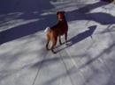 jo boxer has a taped on tail she...