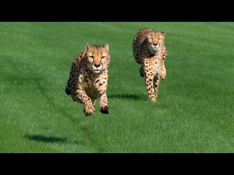 Cheetahs - The Houston Zoo cheetahs enjoy stretching their legs out while running at the Sam Houston Race Park. Running is a natural behavior for cheetahs in the wild, ...
