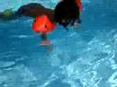 dex-snorkel.html