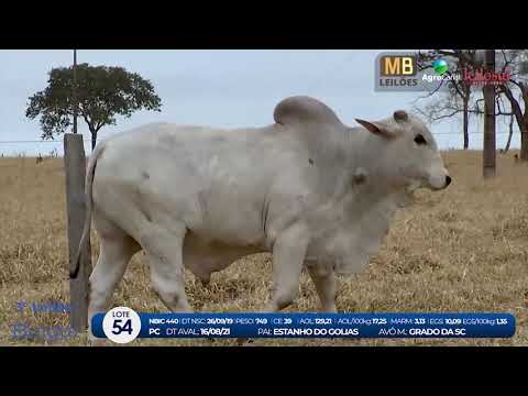 2 DE OLHO NA FAZENDA NELORE BIRIGUI