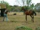 Trailer Loading ex race horse \"GELANOR\" Trailer Loading ex race horse \"GELANOR\"