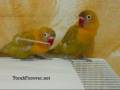 videos de Funny Lovebirds fighting over a toothepick - Pets & Animals