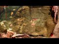 Octopus love 2