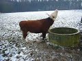 Cow with an itch