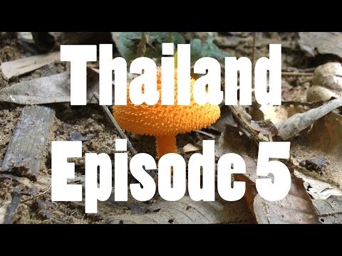 YouTube reptile video