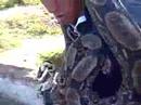 Alexon and you snake2