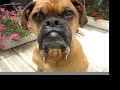 HAPPY 2008 FROM OSCAR THE BOXER